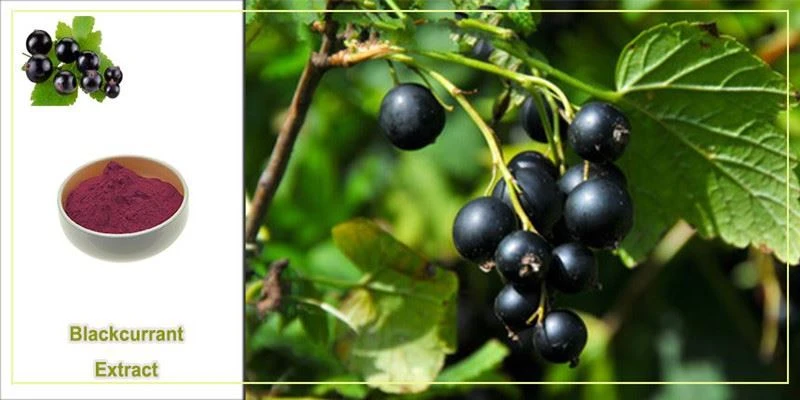 Black Currant Extract Powder