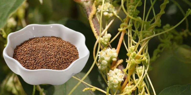 Cuscuta Seed Extract Powder raw material display