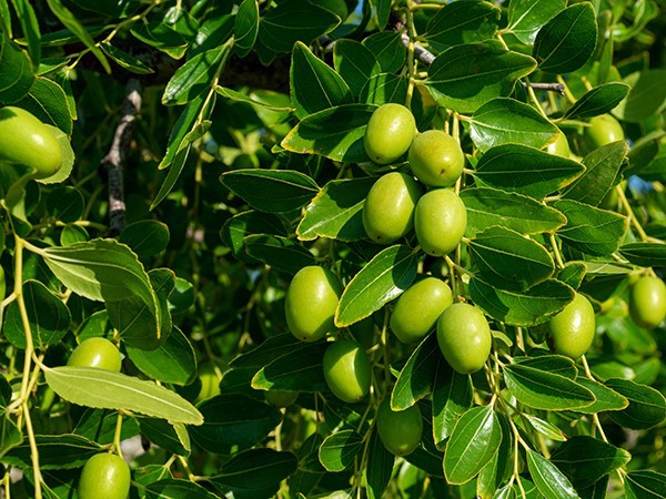 Olive Leaf Extract Olive Leaf Extract